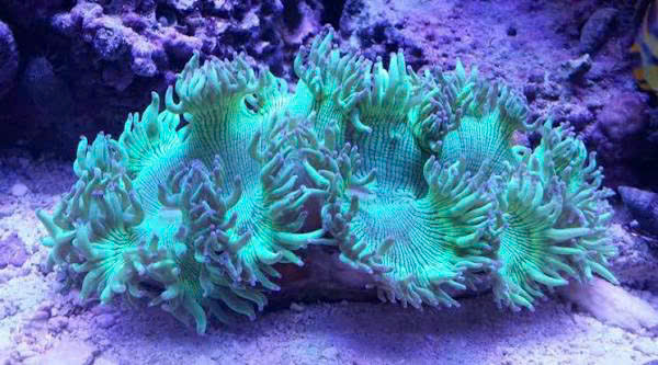 độ sâu bể cá koi