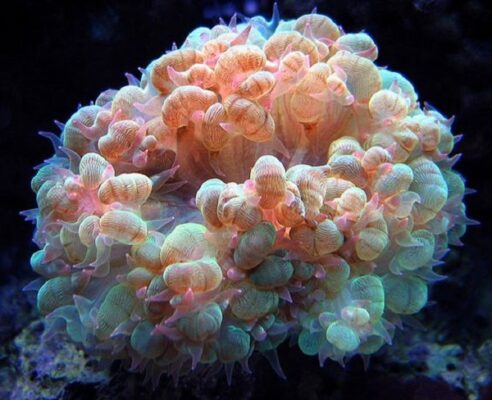 Thiết Kế Hồ Cá Rồng Đẹp