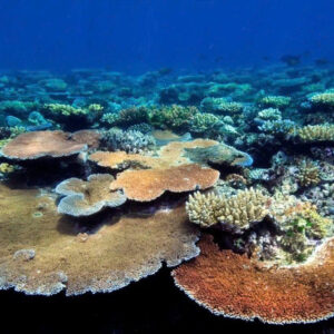 San Hô Candy/ Kẹo