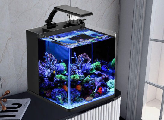 Thiết Kế Hồ Cá Rồng Đẹp