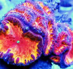 Thiết Kế Hồ Cá Rồng Đẹp 2