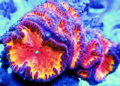 Thiết Kế Hồ Cá Rồng Đẹp 2