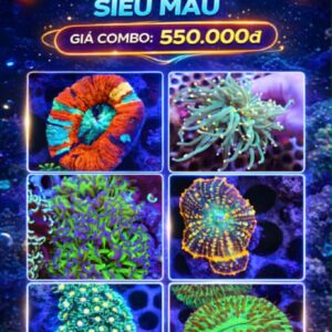 Combo san hô LPS - SOFT