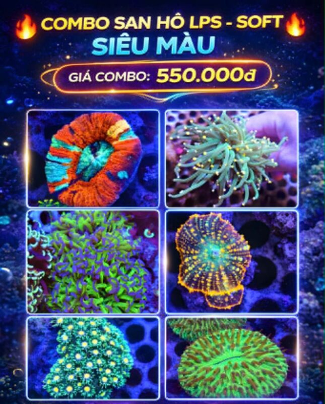 Combo san hô LPS - SOFT